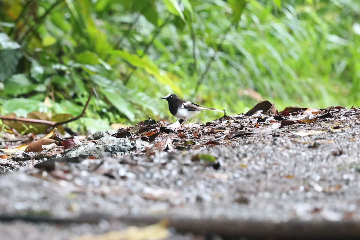 White-crowned Forktail - ML636834125