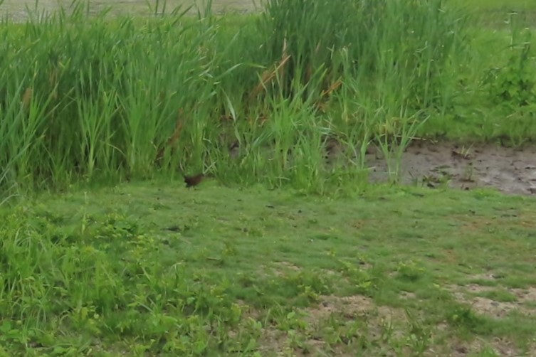 Virginia Rail - ML636834140