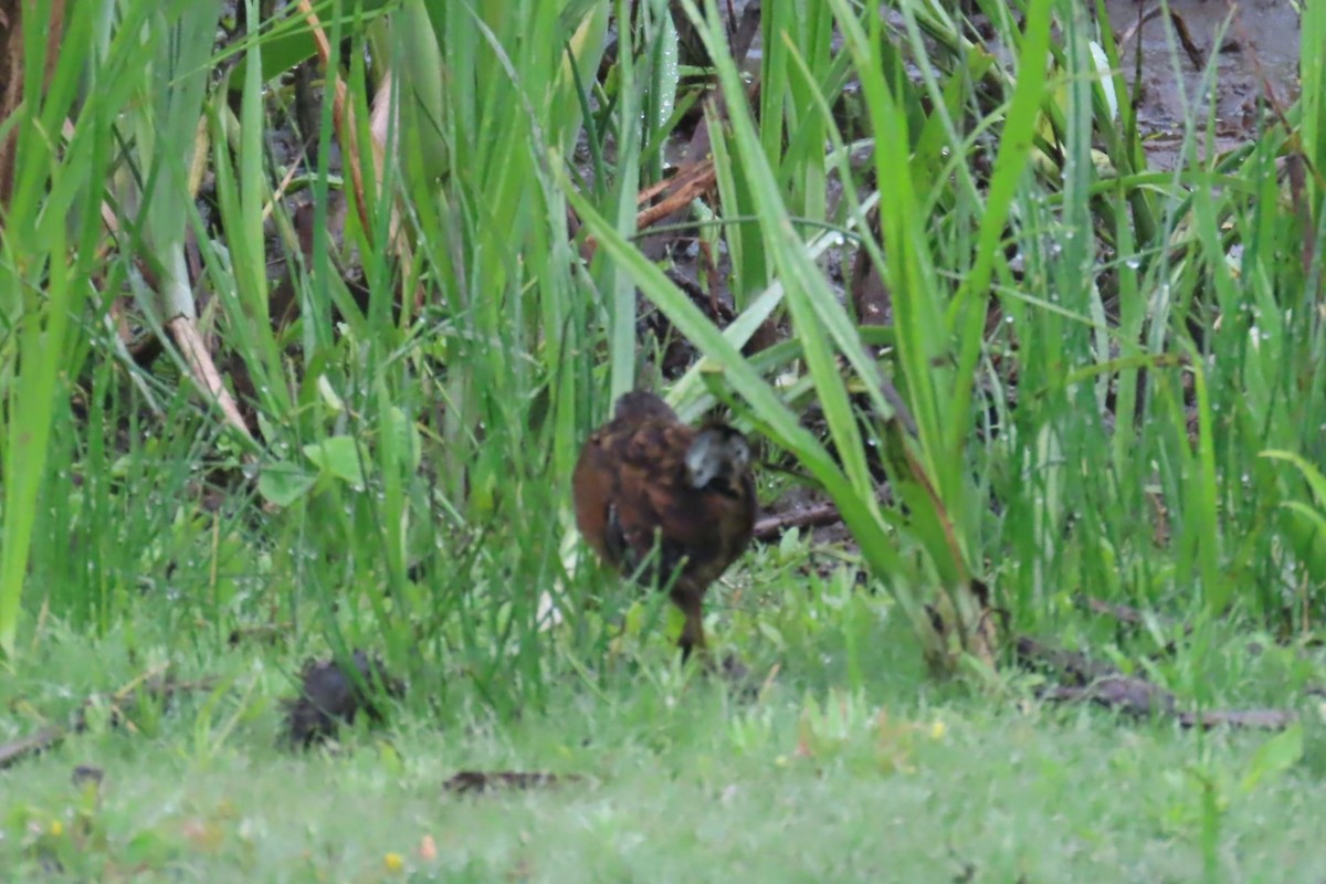 Virginia Rail - ML636834159