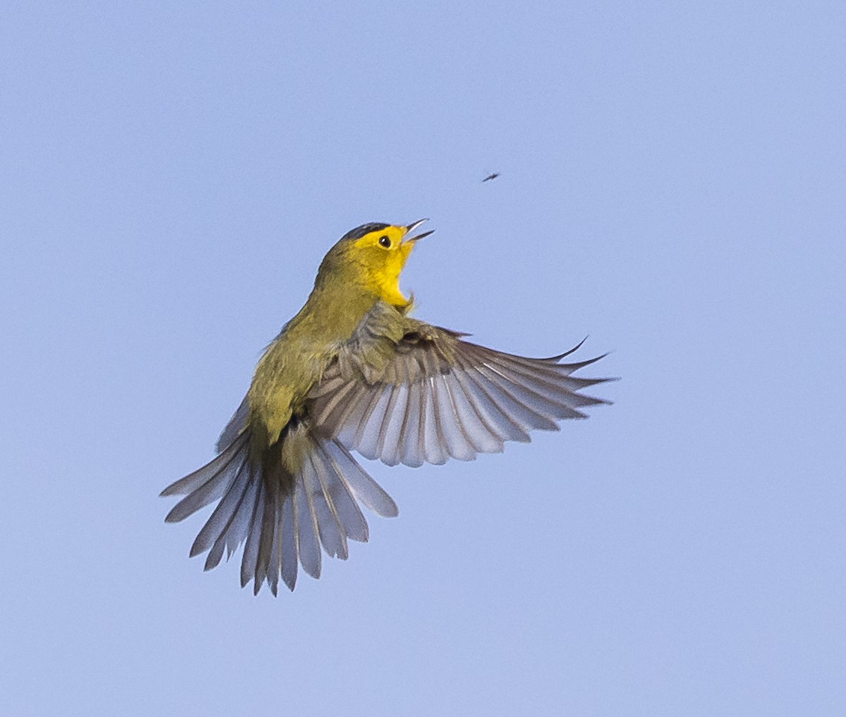 Wilson's Warbler - ML636834170