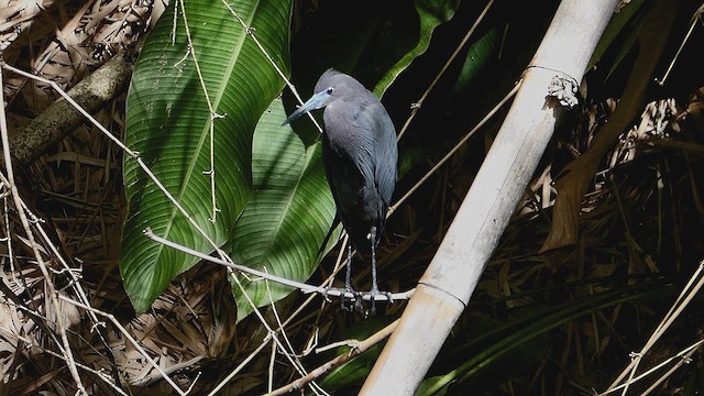 Little Blue Heron - ML636834175