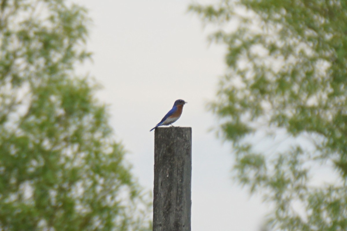 Eastern Bluebird - ML636834200