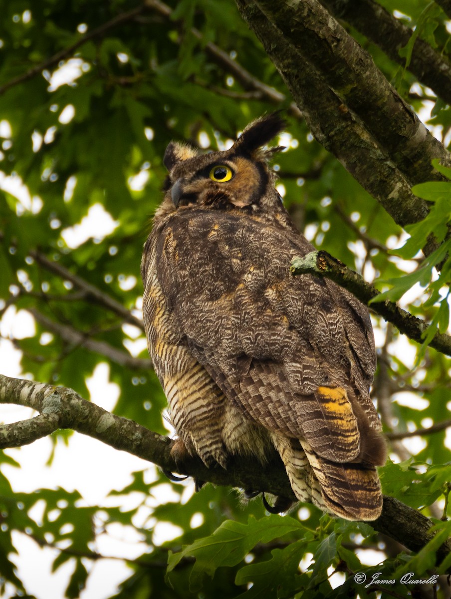 Great Horned Owl - ML636834214