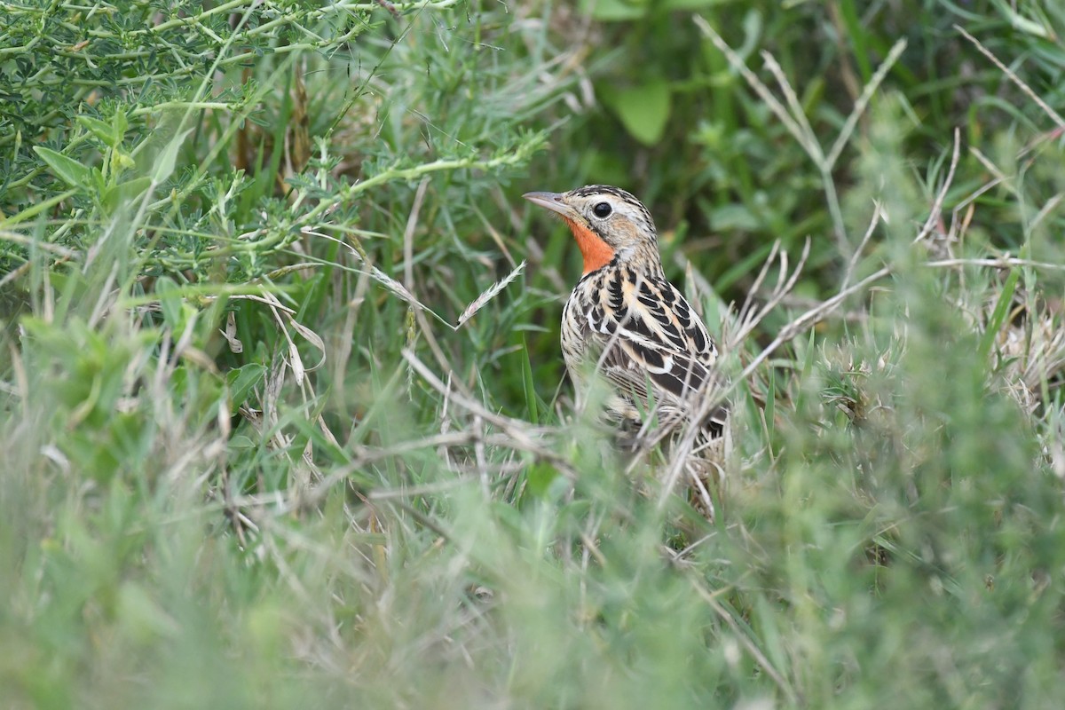 Rosy-throated Longclaw - ML636834239