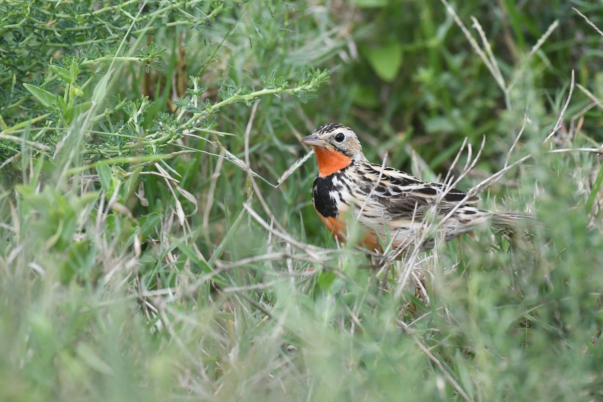 Rosy-throated Longclaw - ML636834240