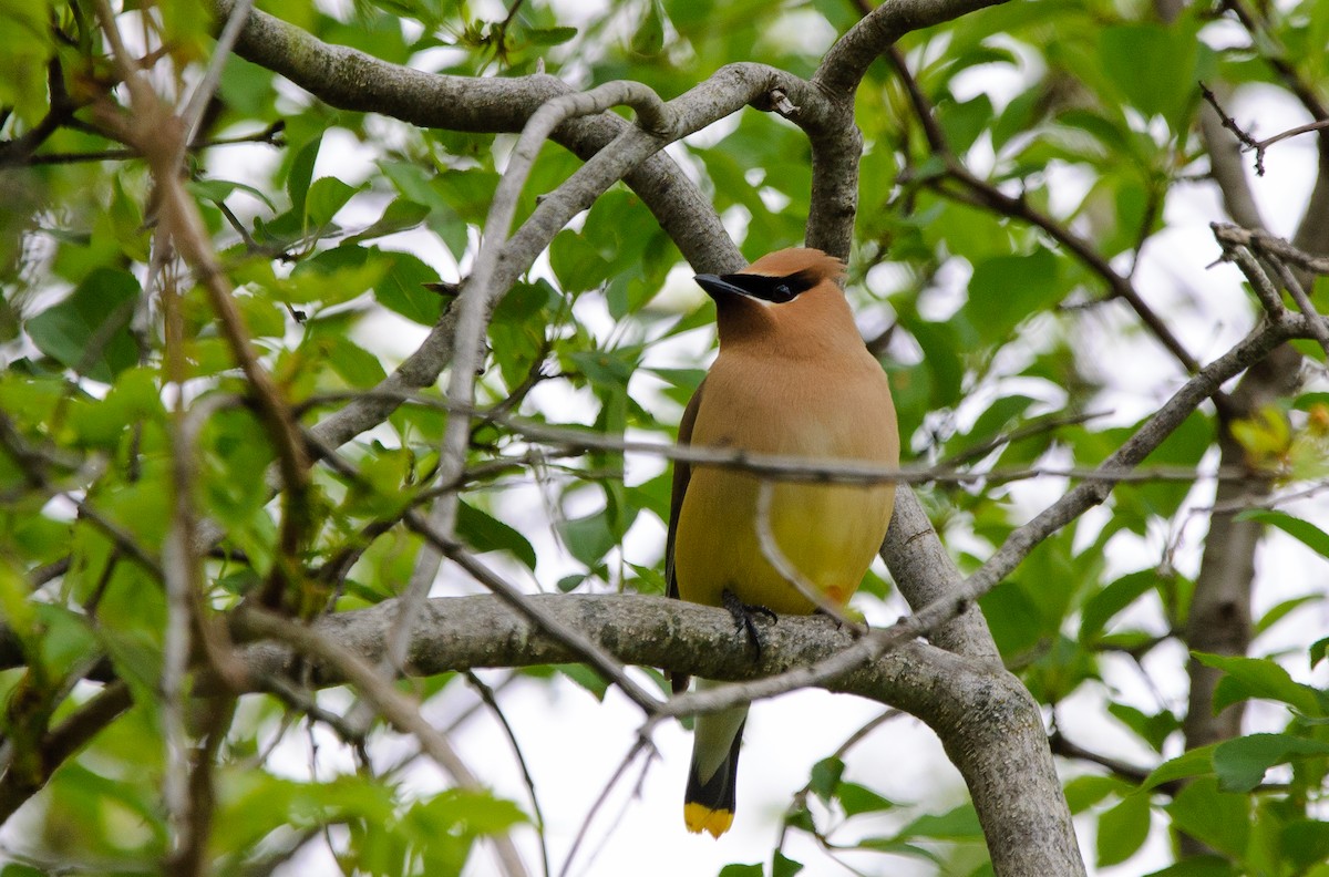Cedar Waxwing - ML636834295