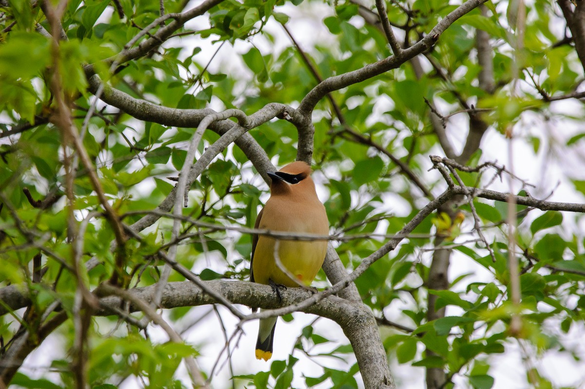 Cedar Waxwing - ML636834296