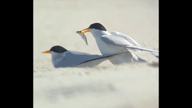 Least Tern - ML636834311