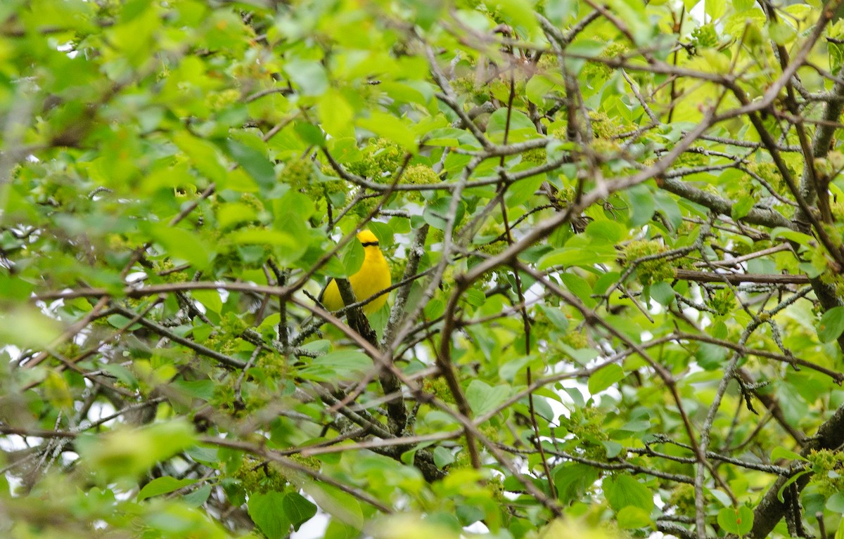 Blue-winged Warbler - ML636834318