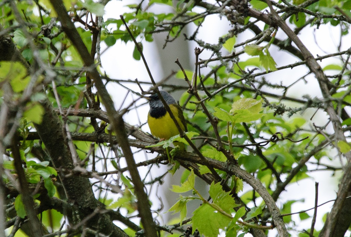 Mourning Warbler - ML636834330