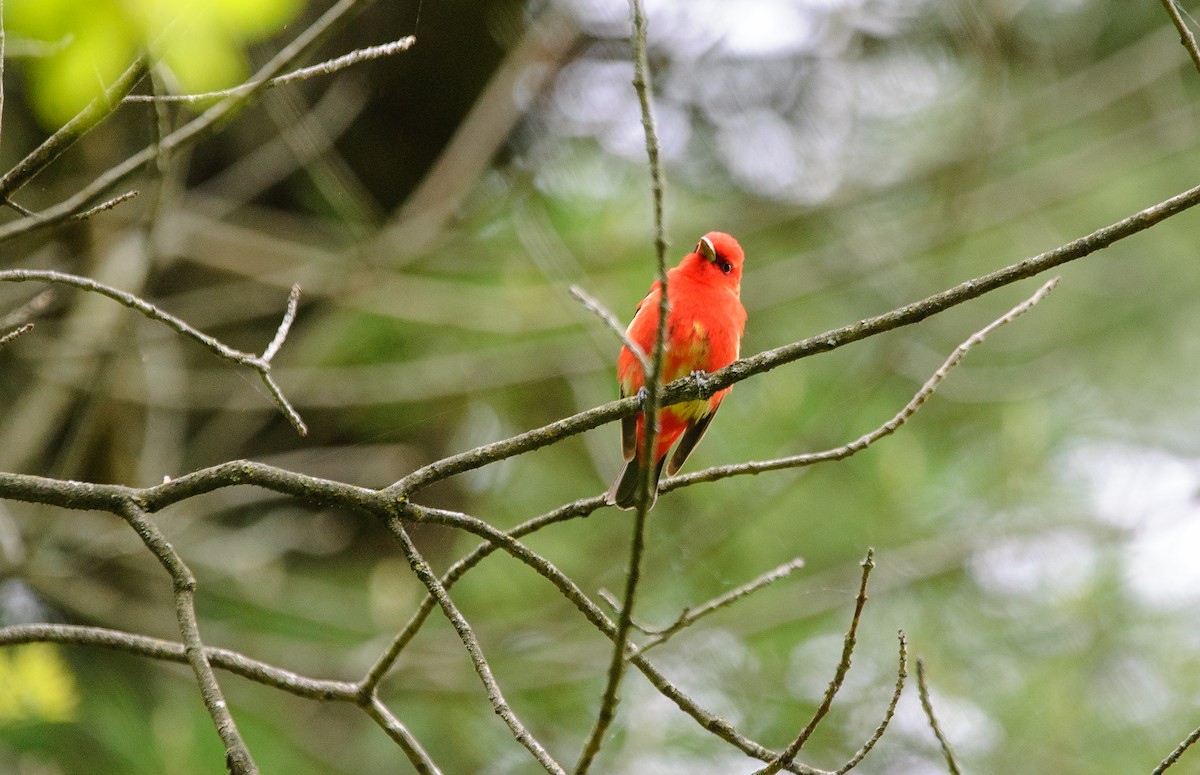 Scarlet Tanager - ML636834364