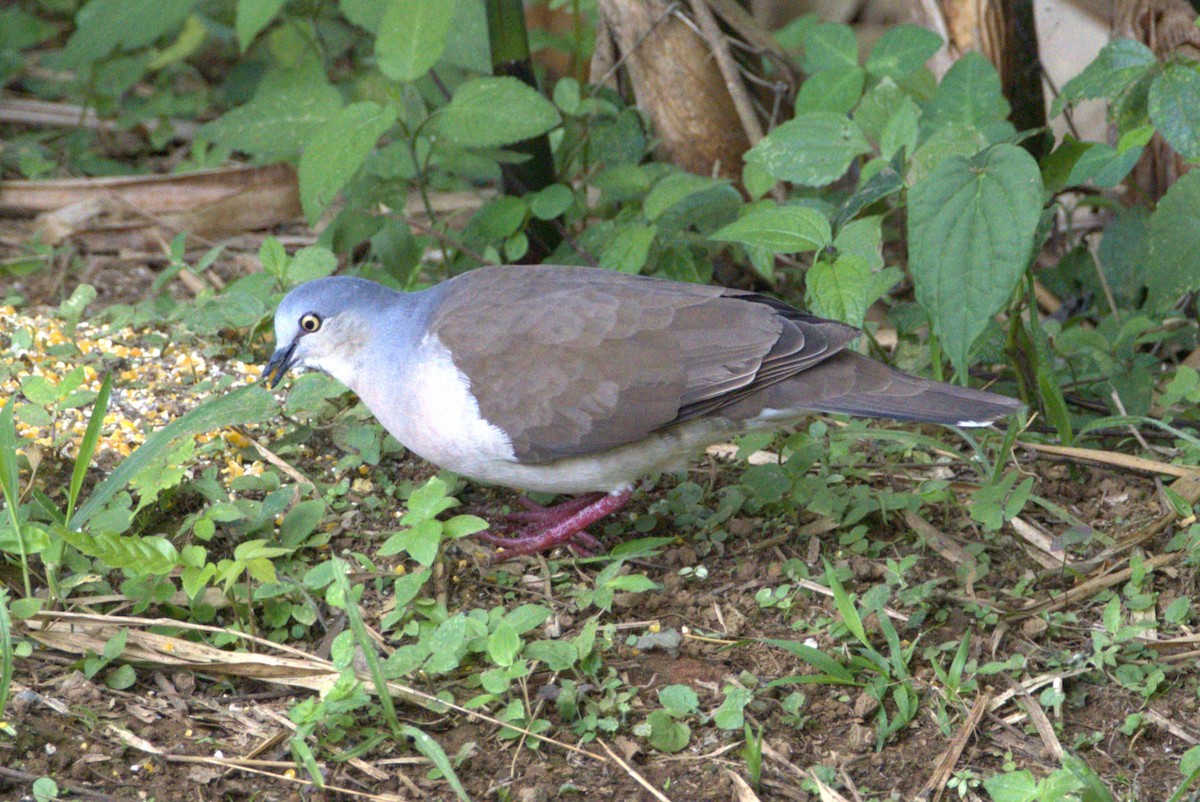 White-tipped Dove - ML636834367