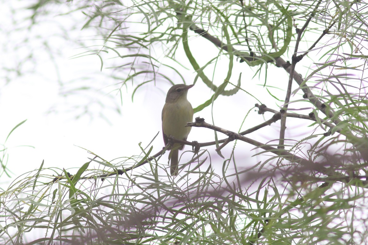 Bell's Vireo - ML636834384