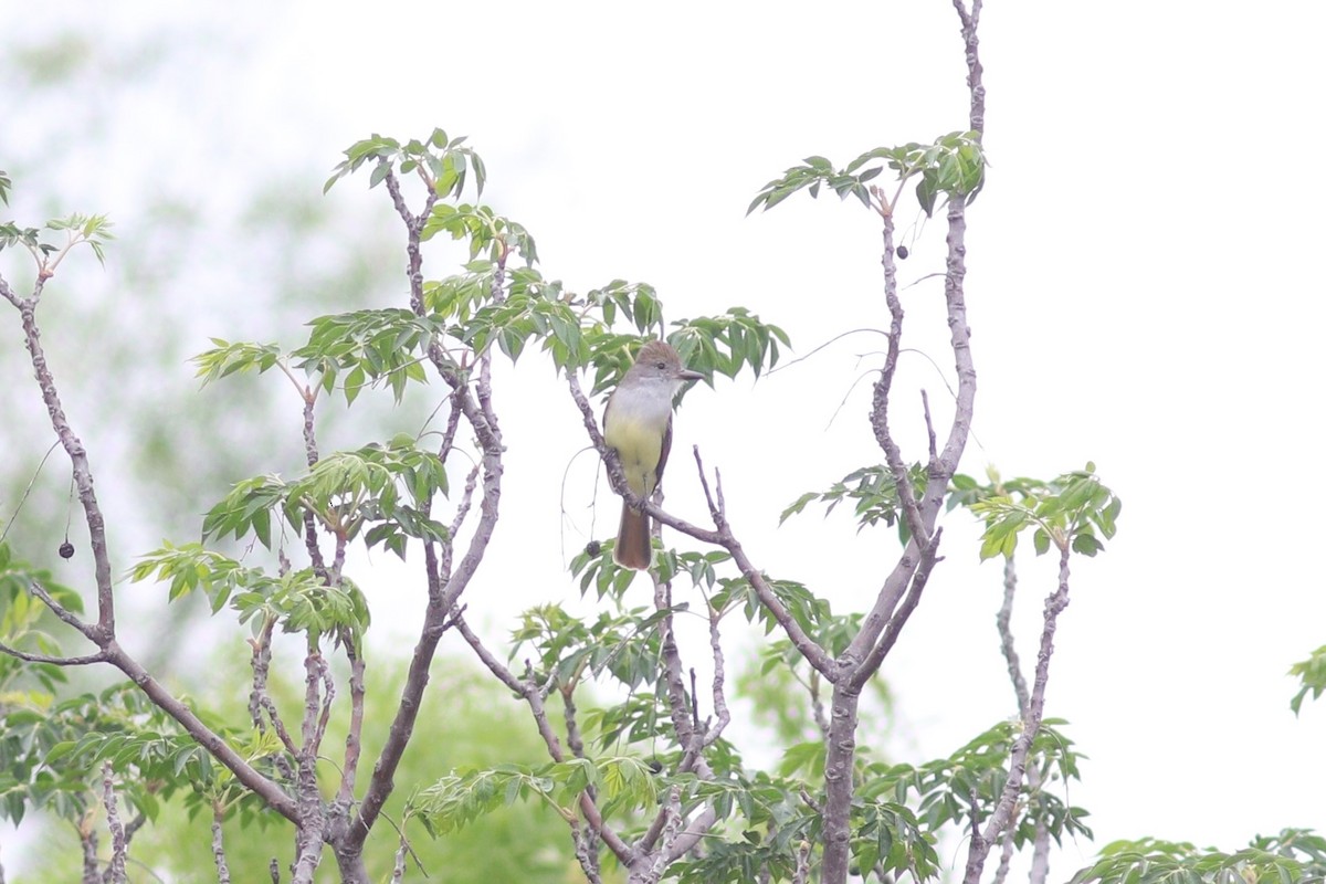 Brown-crested Flycatcher - ML636834391