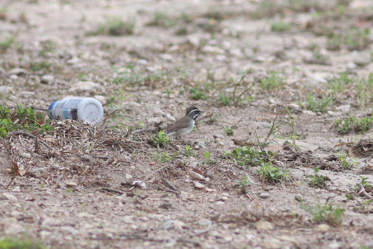 Black-throated Sparrow - ML636834397