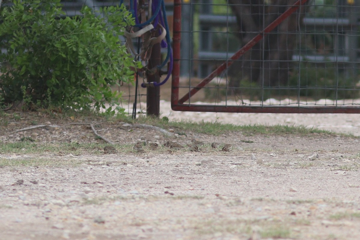 Clay-colored Sparrow - ML636834401