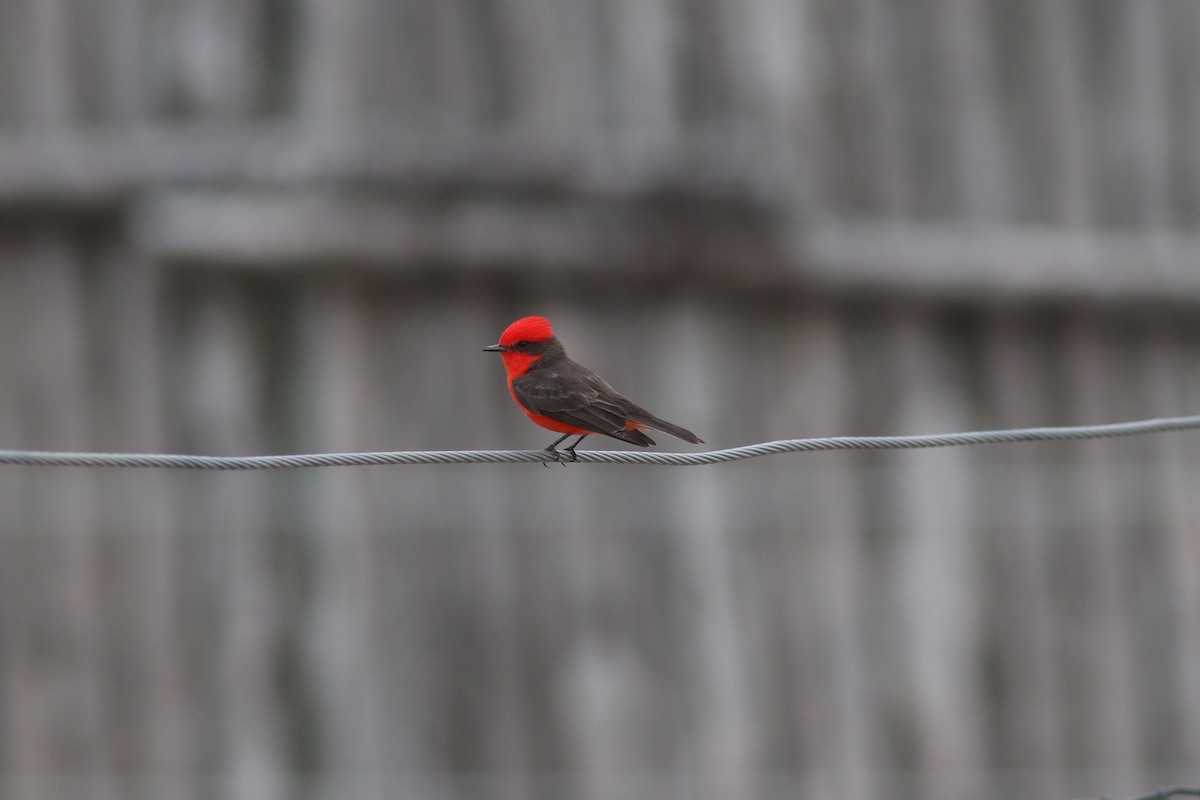 Vermilion Flycatcher - ML636834417