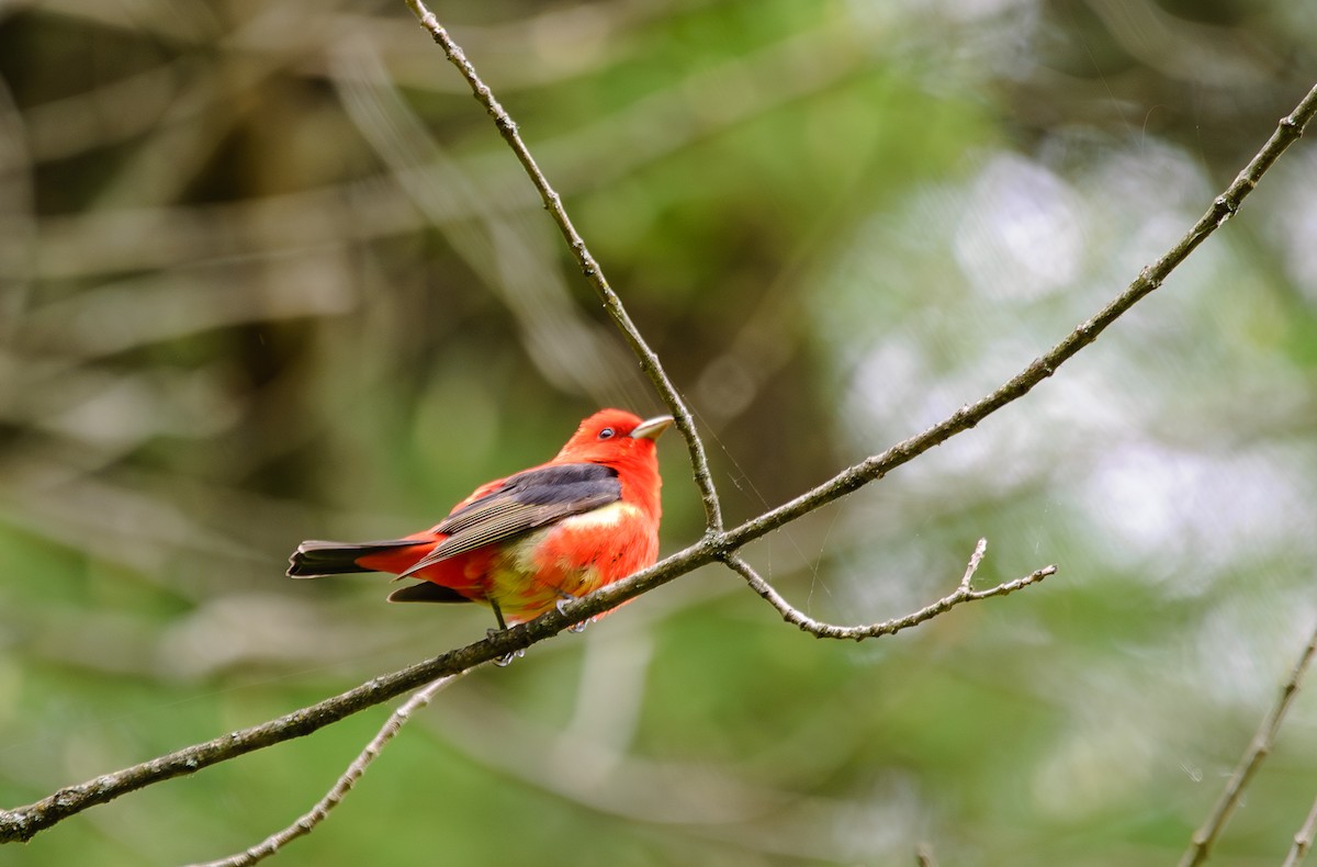 Scarlet Tanager - ML636834441