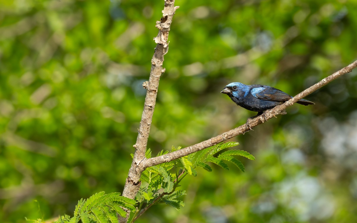 Blue Bunting (Middle America) - ML636834479