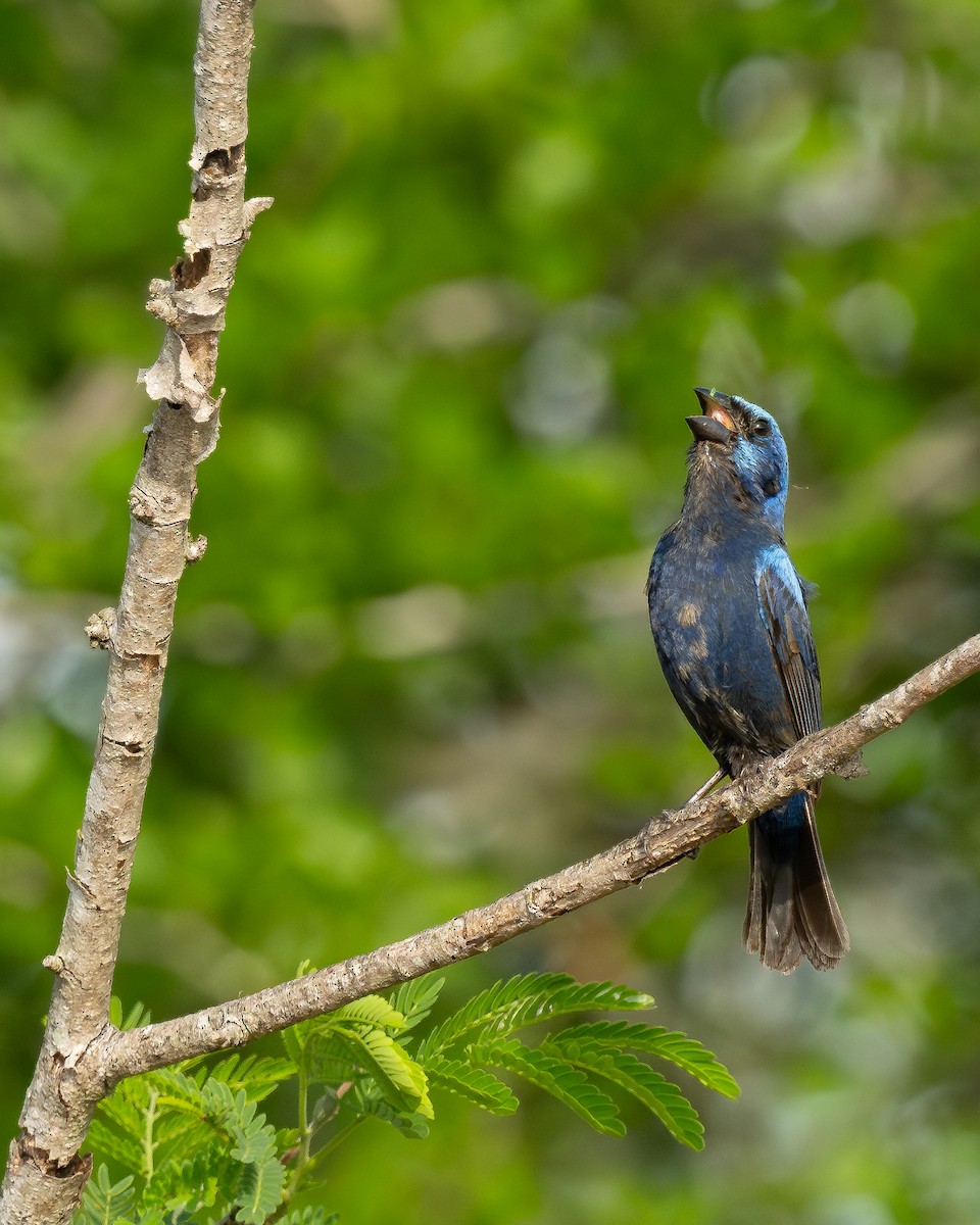 Blue Bunting (Middle America) - ML636834480