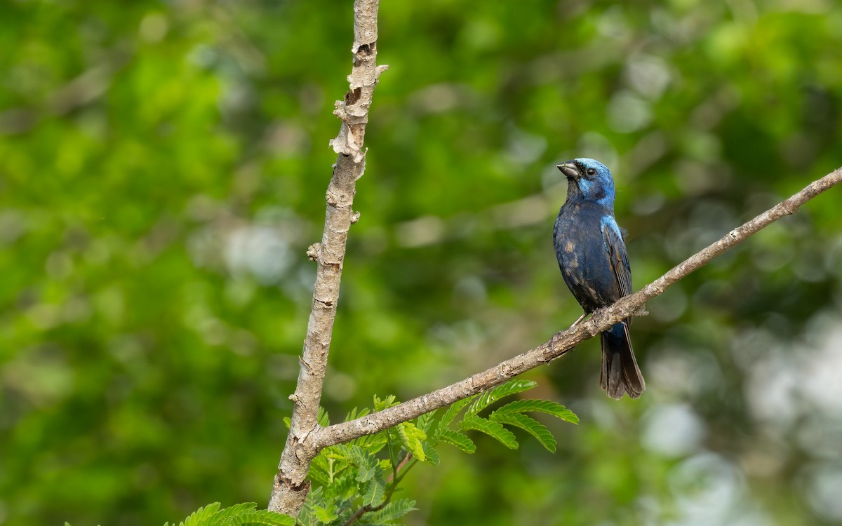 Blue Bunting (Middle America) - ML636834483