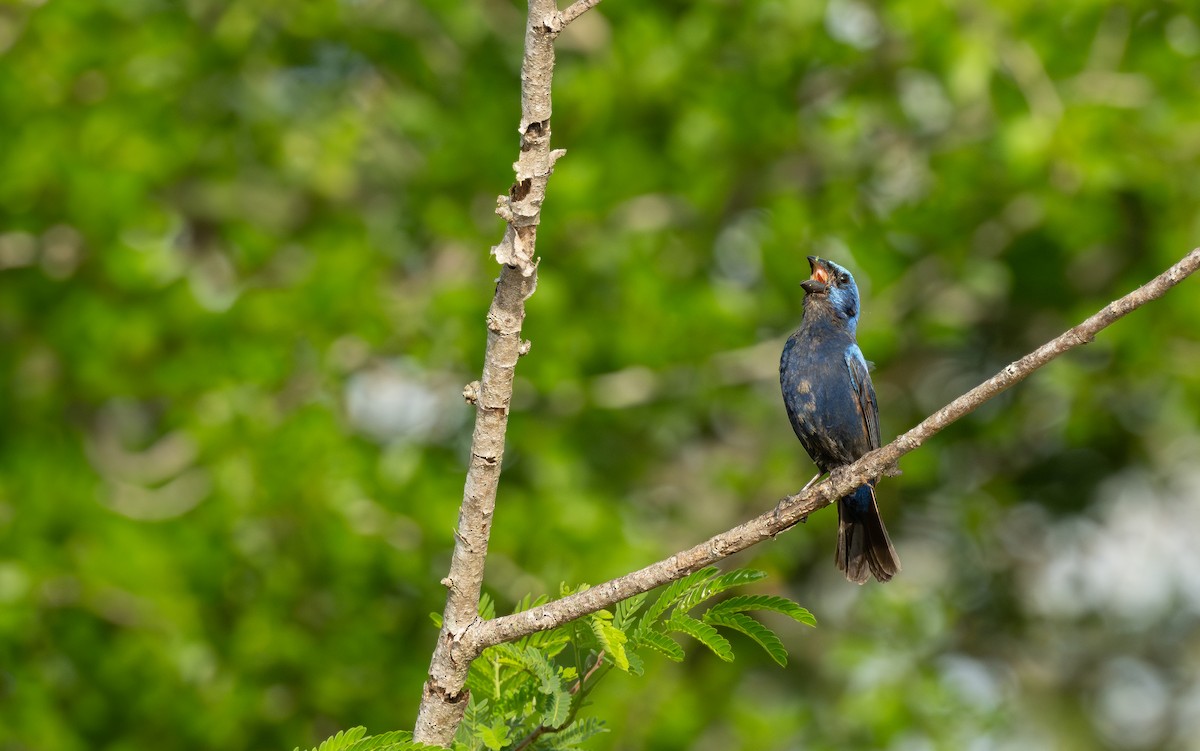 Blue Bunting (Middle America) - ML636834484
