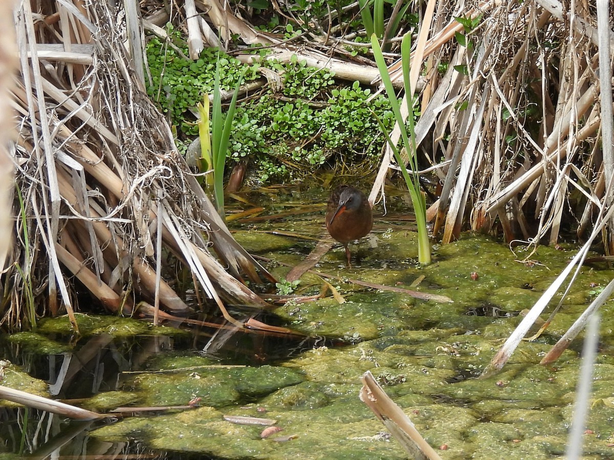 Virginia Rail - ML636834492