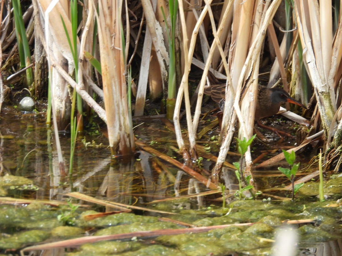 Virginia Rail - ML636834494