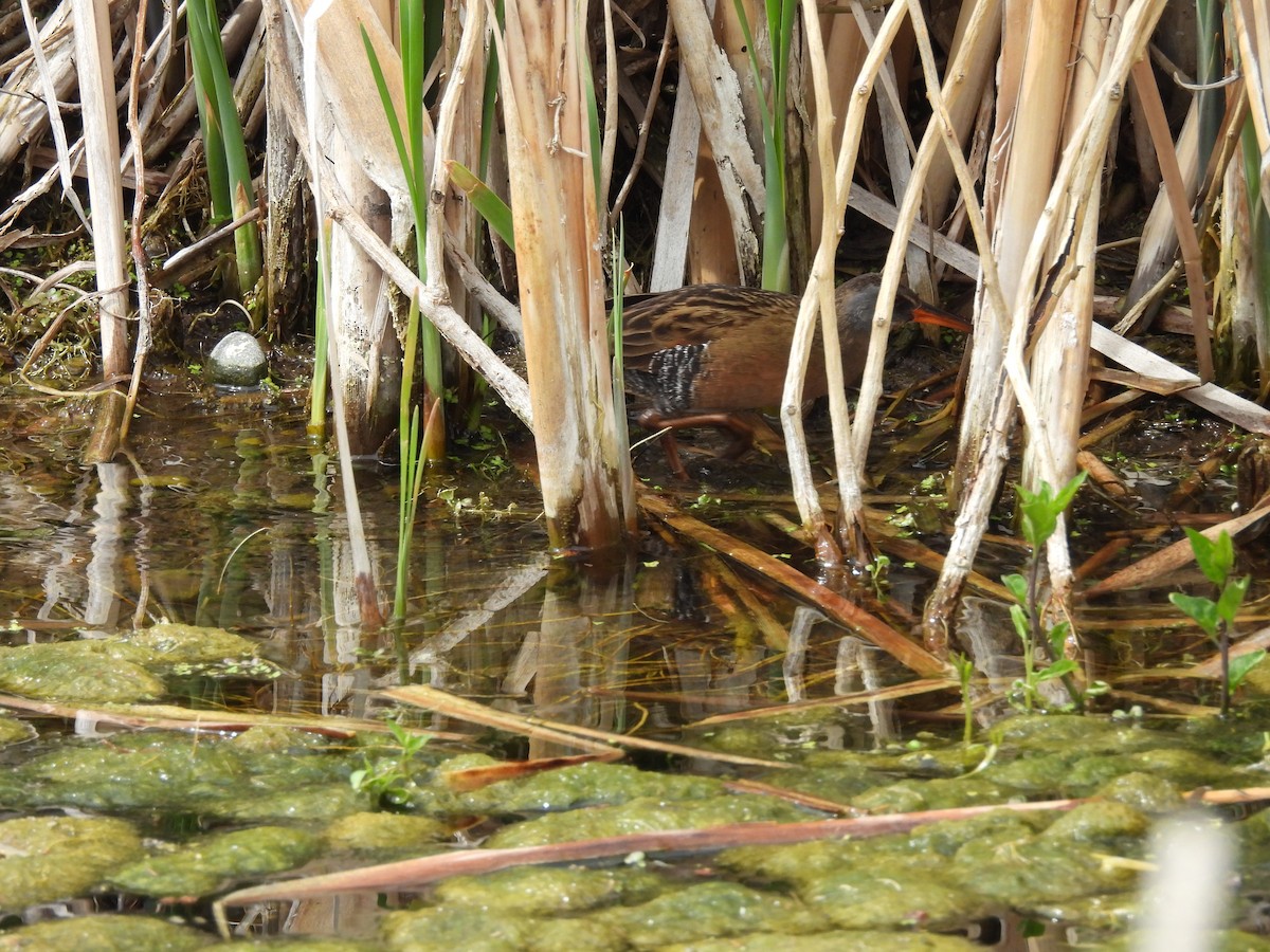 Virginia Rail - ML636834495
