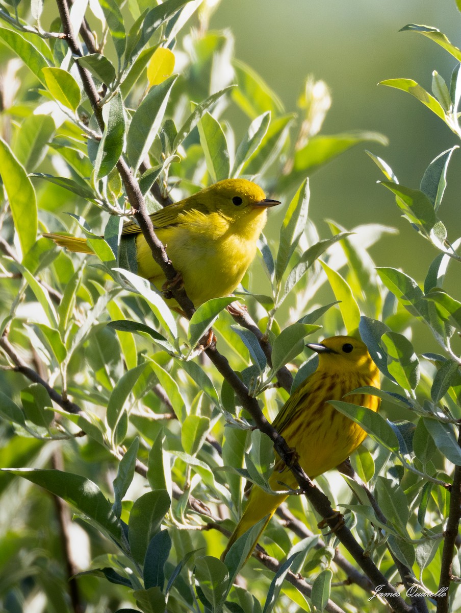 Yellow Warbler (Northern) - ML636834556