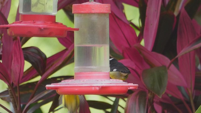 Bananaquit - ML636834569