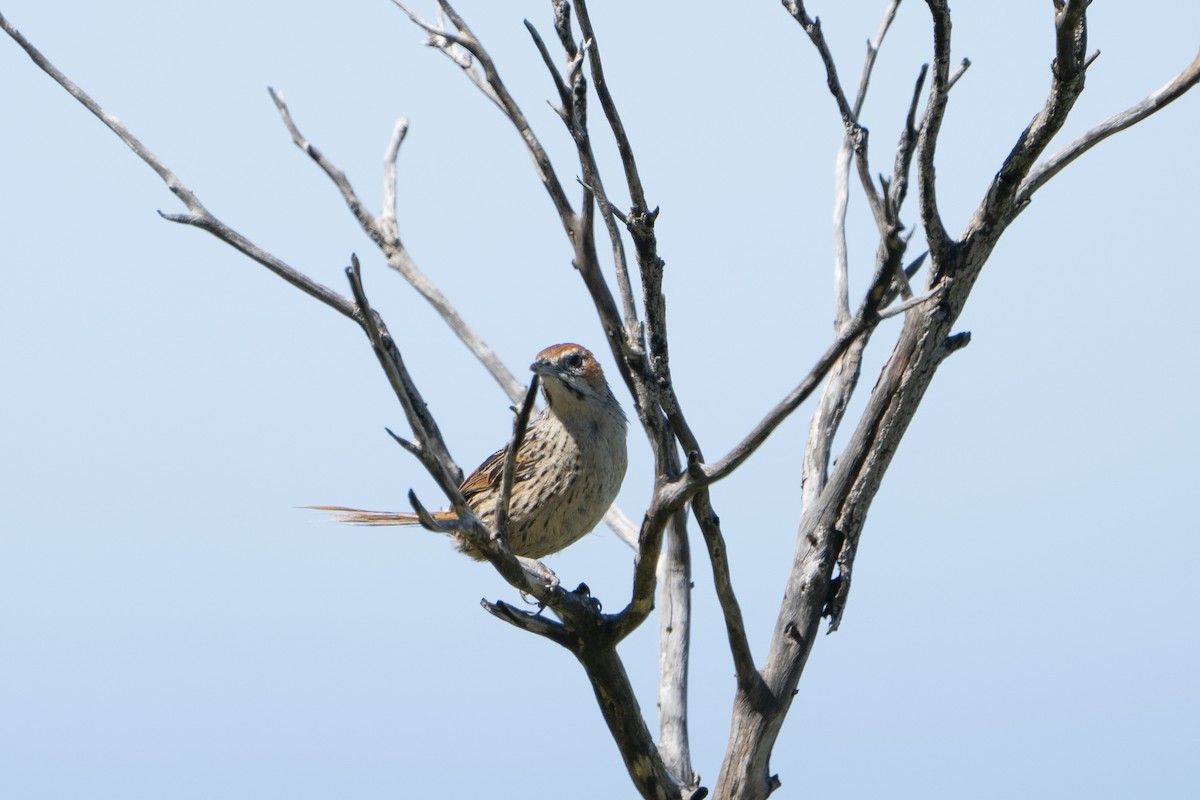 Cape Grassbird - ML636834621