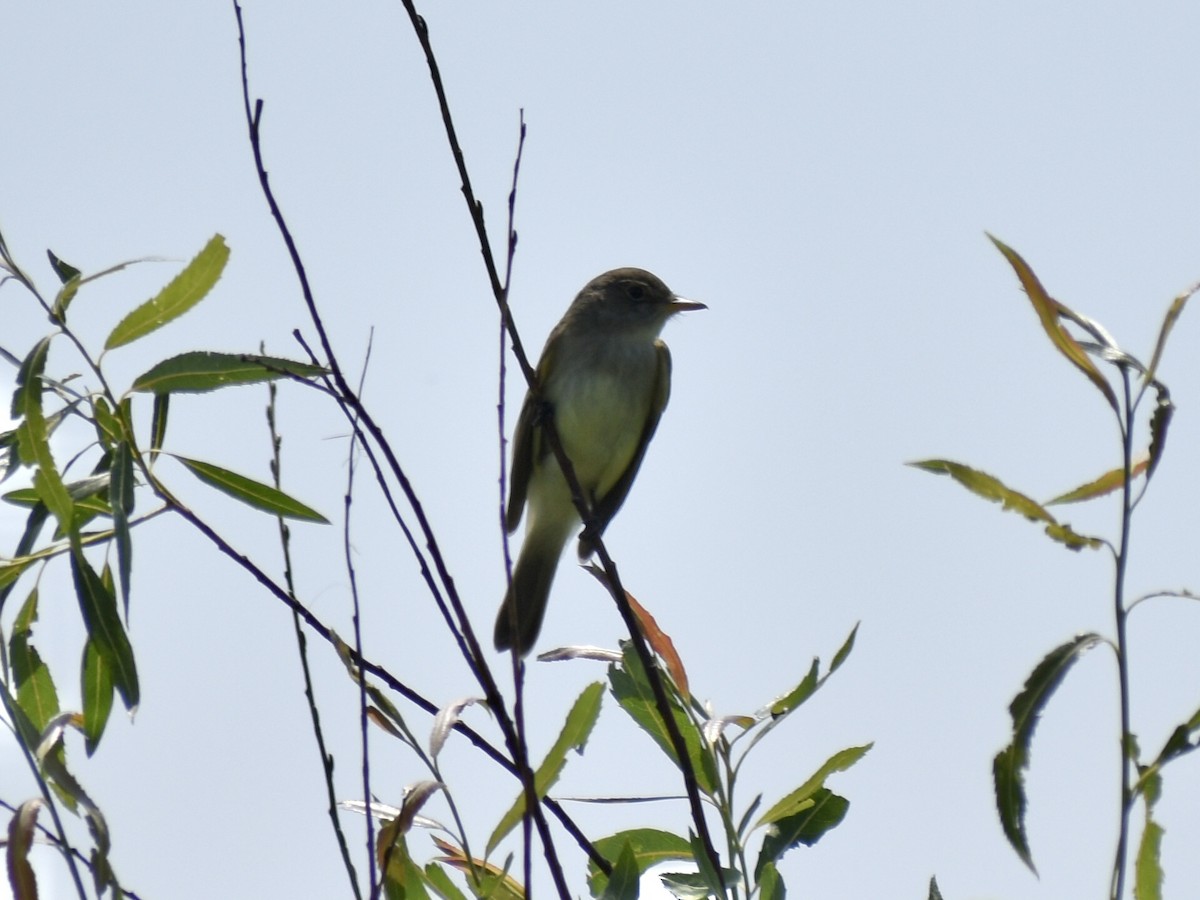 Willow Flycatcher - ML636834628
