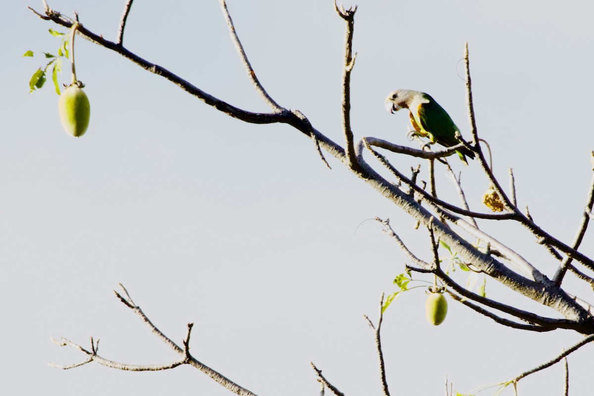Brown-necked Parrot - ML636834642