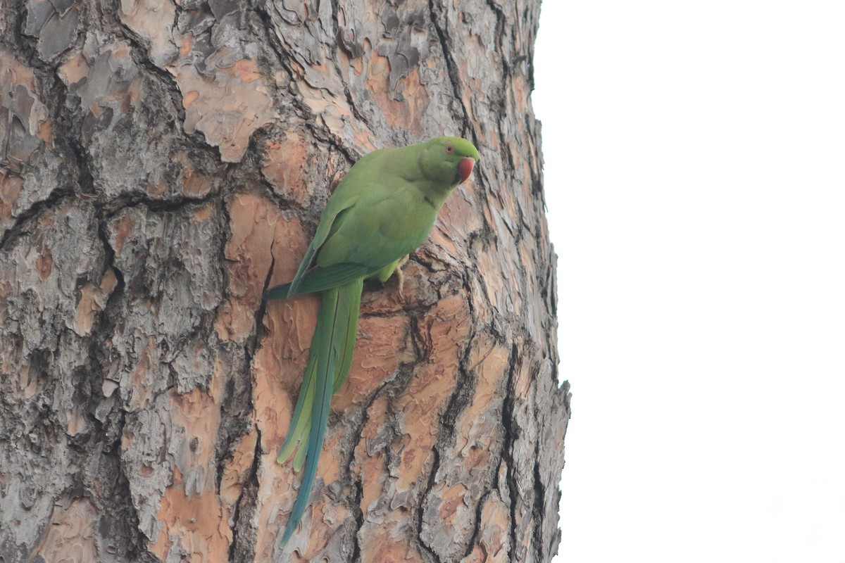 紅領綠鸚鵡 - ML636834647