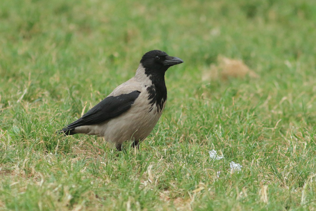 Hooded Crow - ML636834658