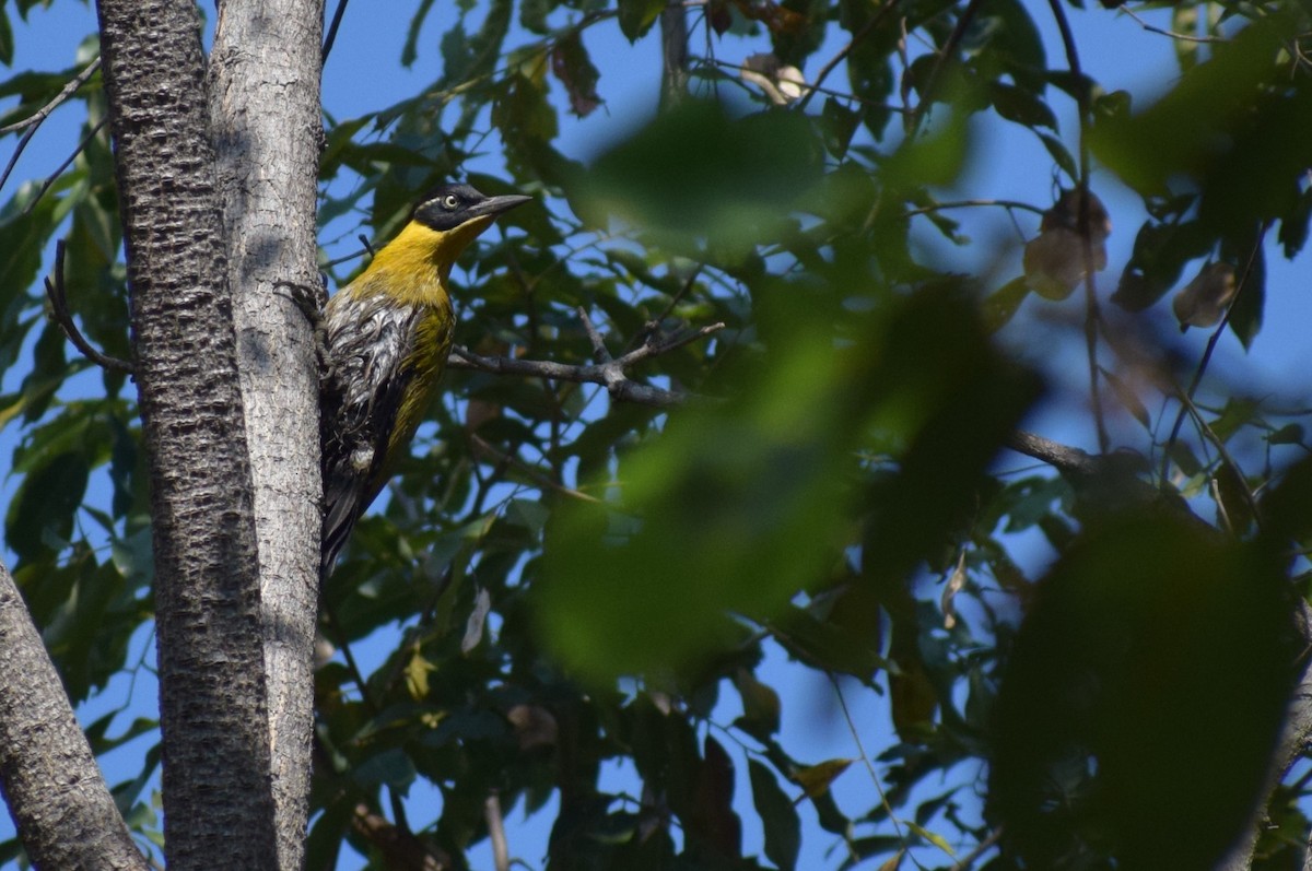 Black-headed Woodpecker - ML636834659