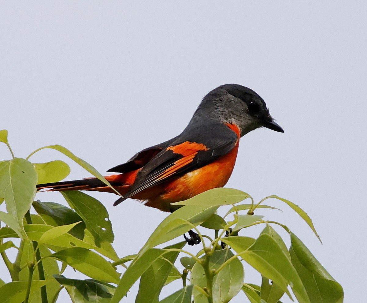 Minivet Gorjigrís - ML636834667