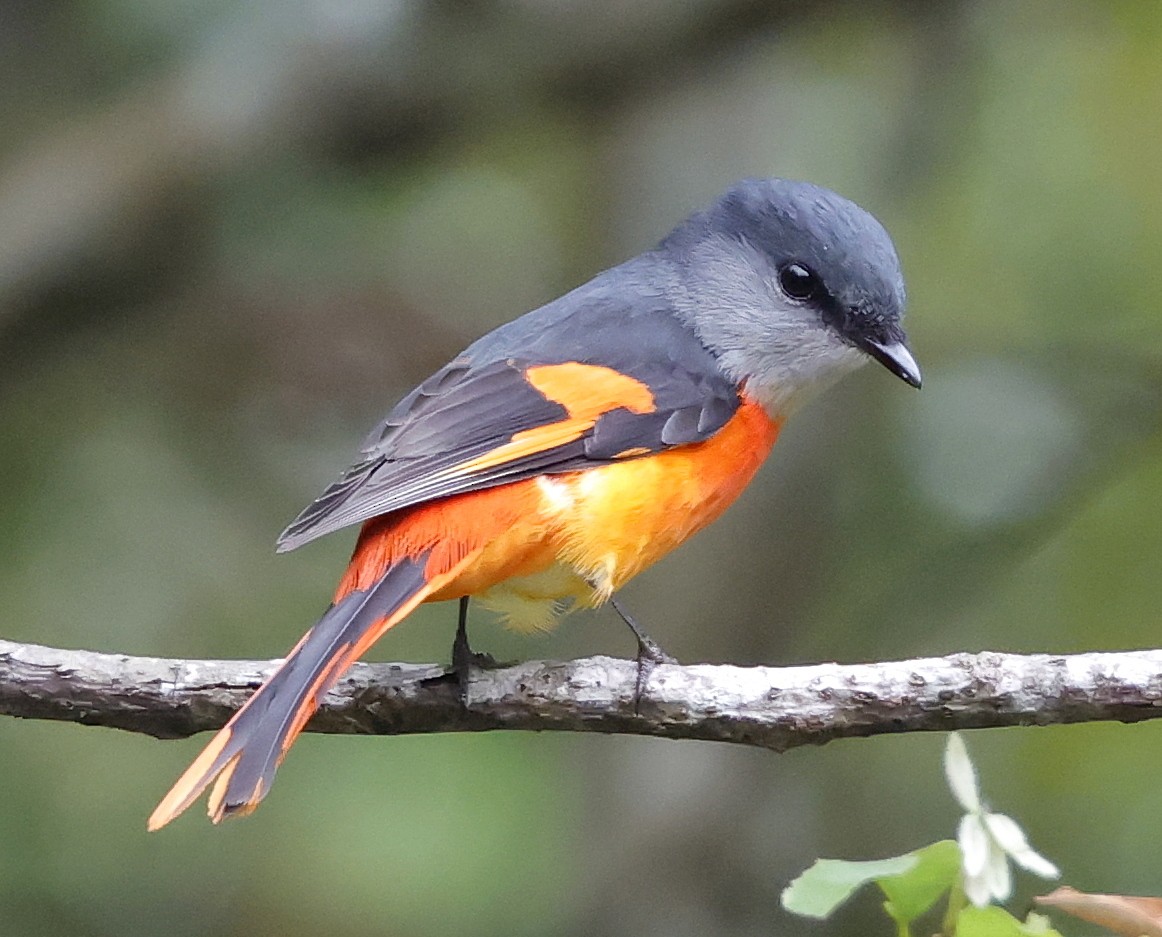 Minivet Gorjigrís - ML636834668