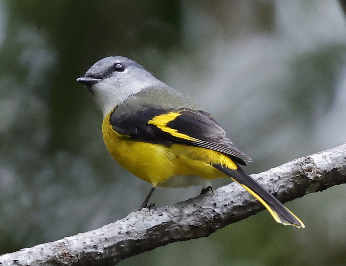 Minivet Gorjigrís - ML636834669