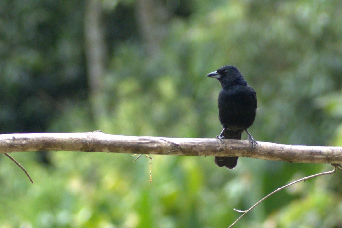 White-lined Tanager - ML636834670