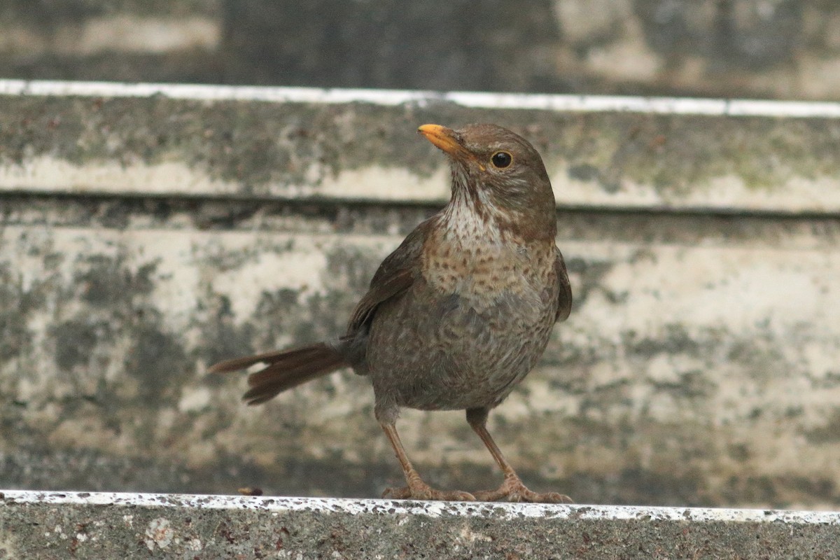 Eurasian Blackbird - ML636834675