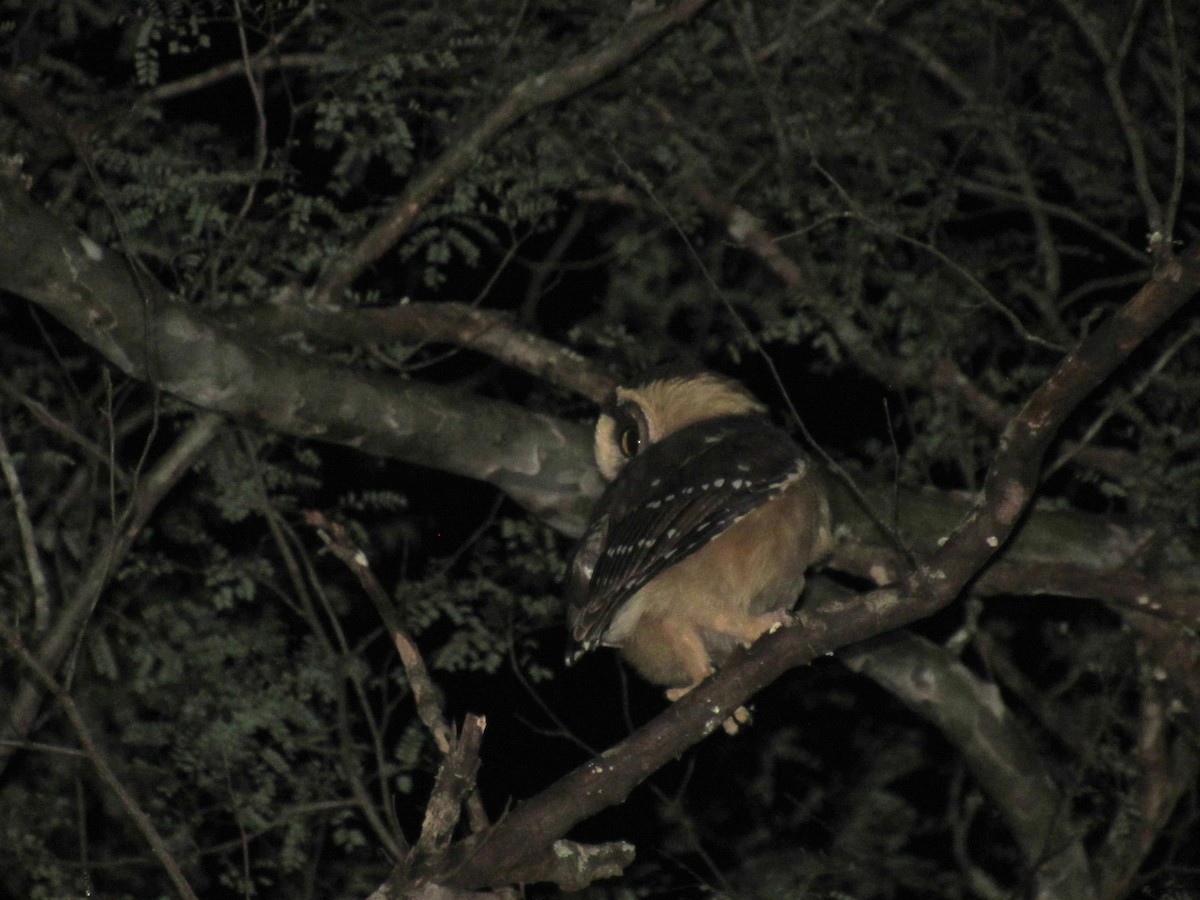 Buff-fronted Owl - ML636834698