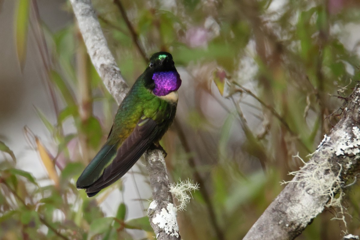 Amethyst-throated Sunangel - ML636834766