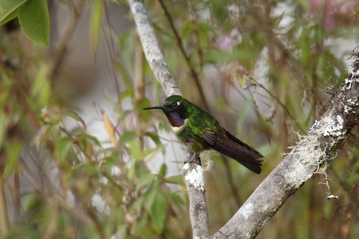 Amethyst-throated Sunangel - ML636834767