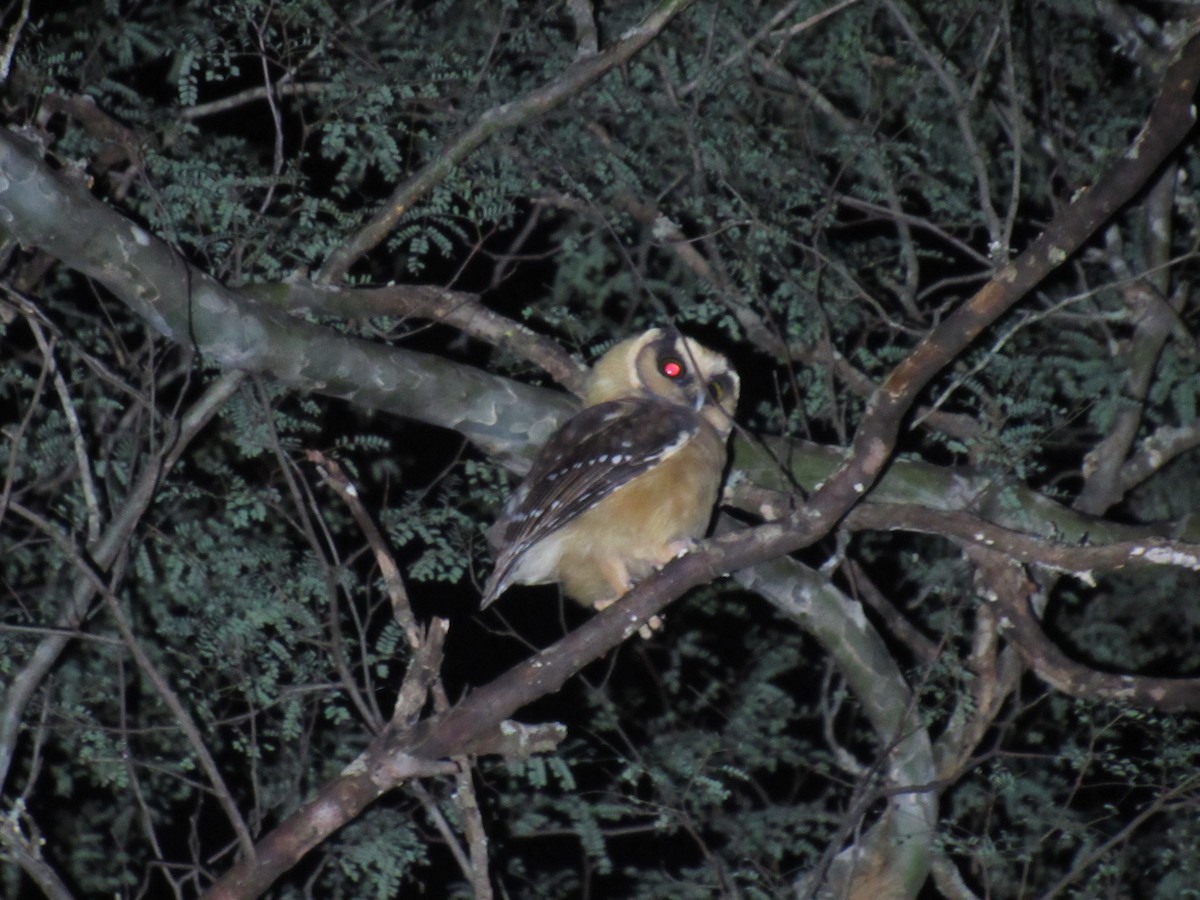 Buff-fronted Owl - ML636834780