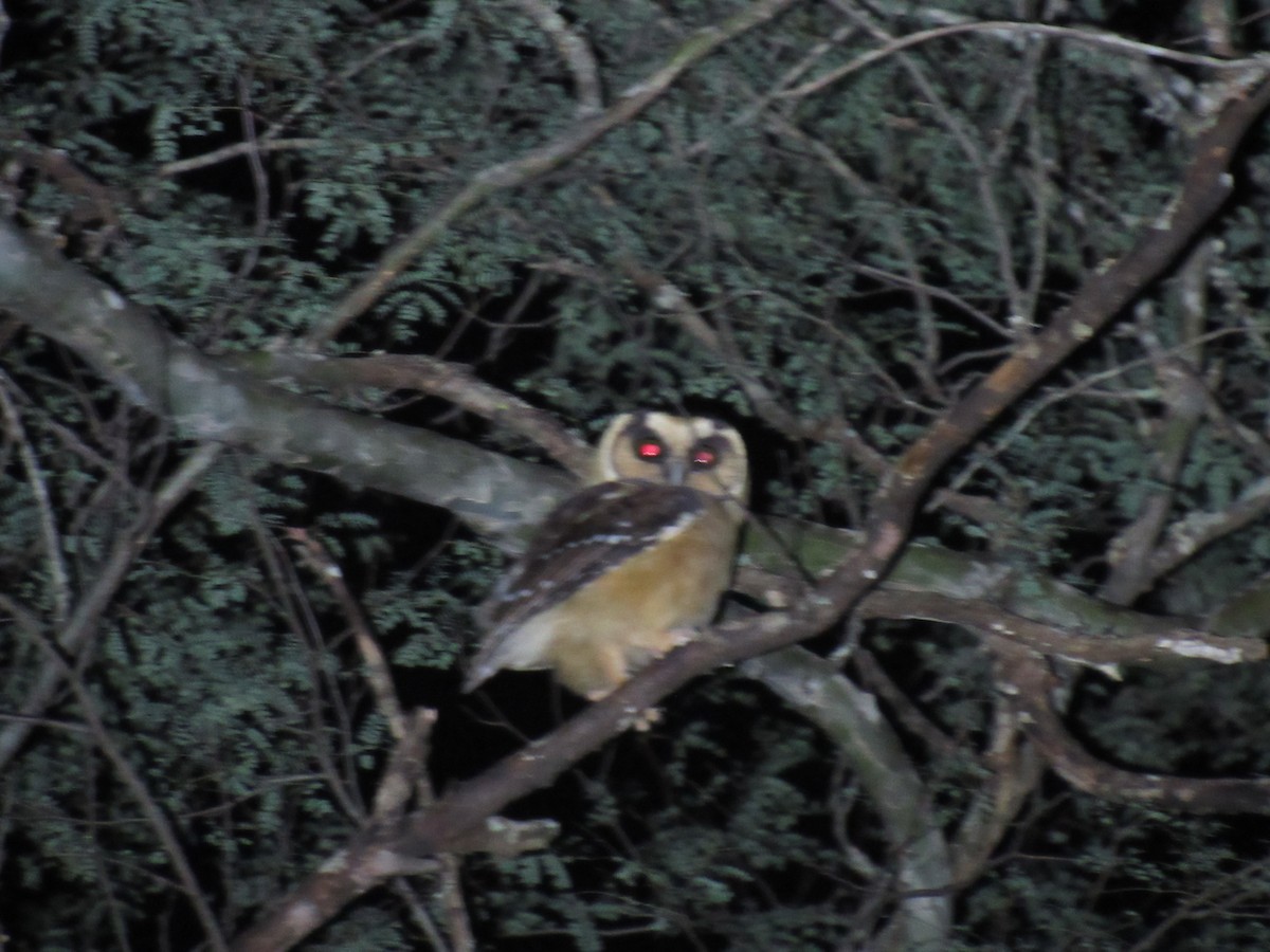 Buff-fronted Owl - ML636834805