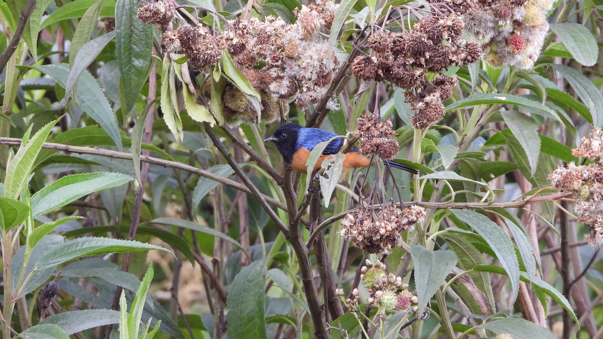 Blue-backed Conebill - ML636834809