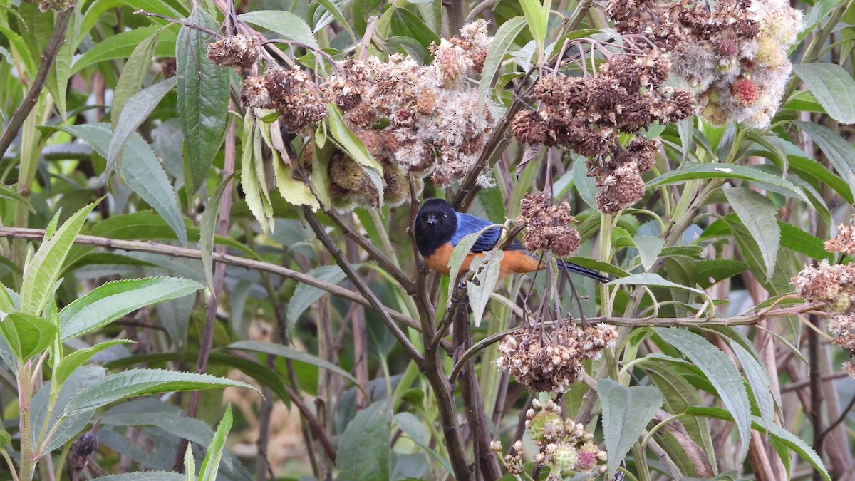 Blue-backed Conebill - ML636834810