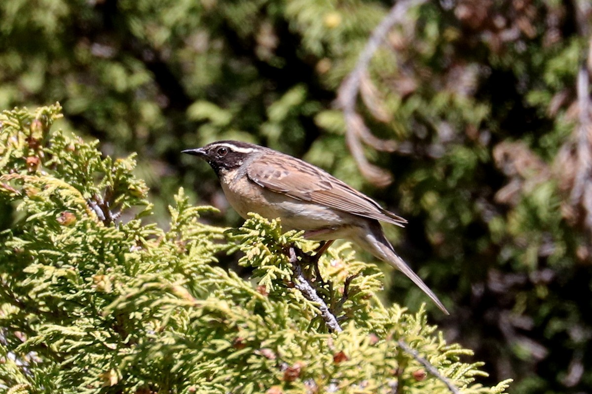 Black-throated Accentor - ML636834830